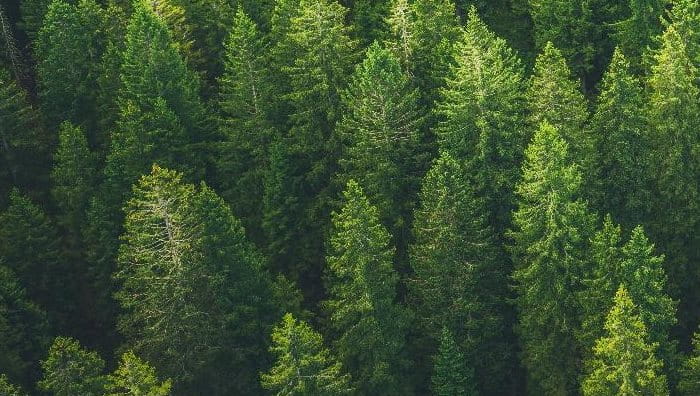 Zu Ehren des Earth Day Headerbild